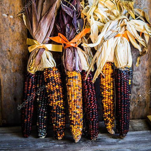 200 Carousal Ornamental  Corn Seeds FALL DECORATION 