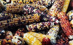 Indian Corn