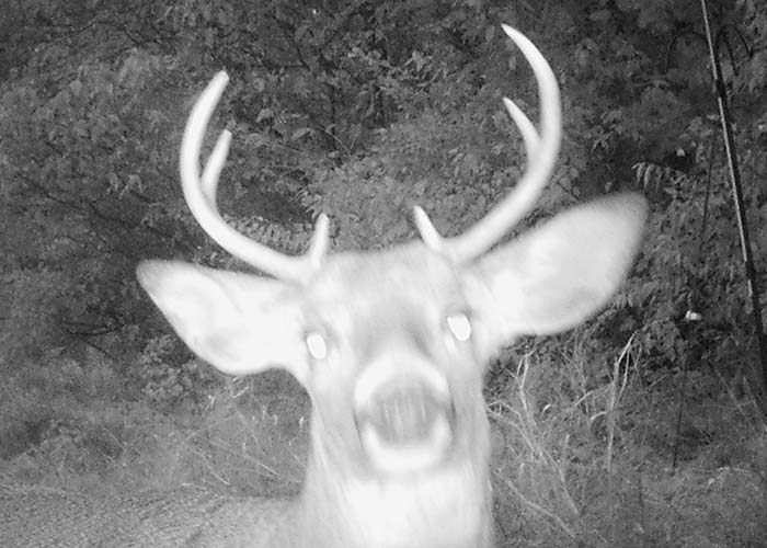 6 Point Buck Lured In by Pumpkin Seed Oil